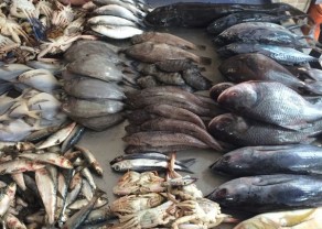 fish4-1.jpg