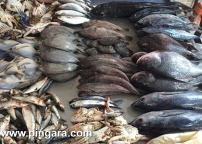 fish4-1.jpg