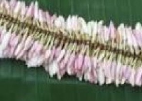 thumb_8220_200_200_0_0_crop.jpg