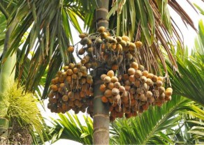 Arecanut-Cultivation.jpg
