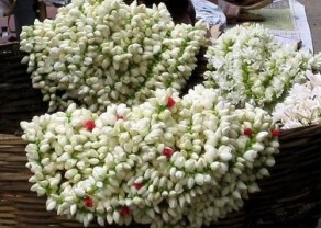 jasmine pic.jpg