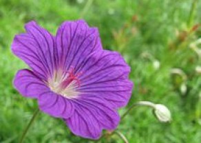 Flower.jpg