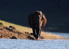 elephant_150325_1.jpg