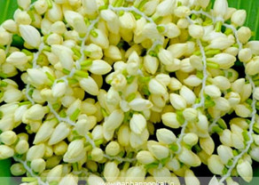 jasmine_market rate.jpg